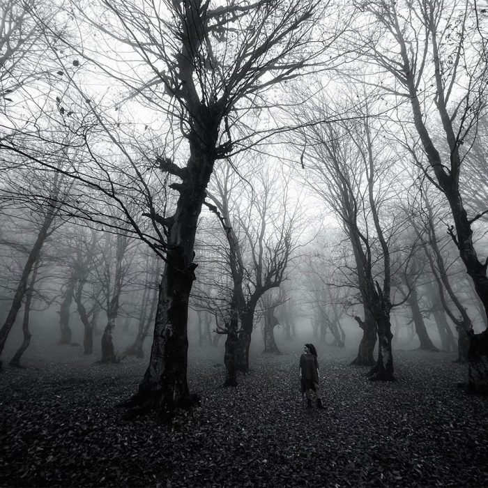 forest black and white photo